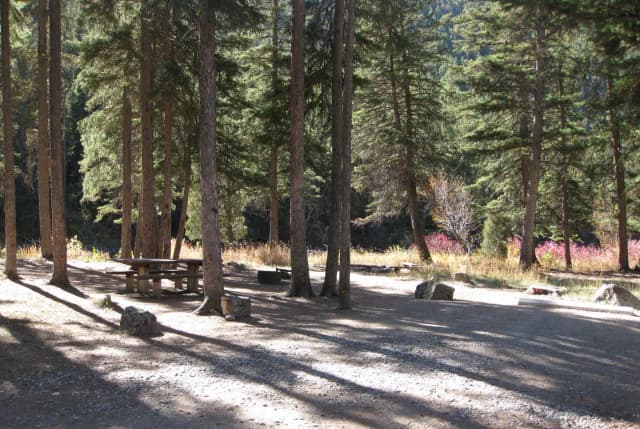 Site 13, campsite surrounded by pine trees, picnic table & fire ring