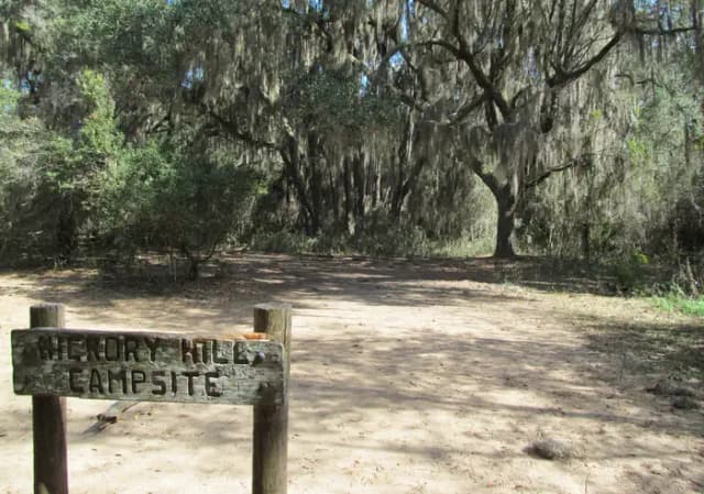 open campsite under live oak canopy