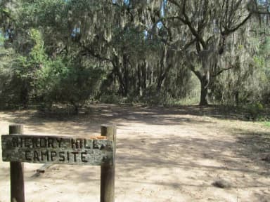 open campsite under live oak canopy