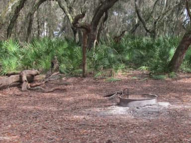 campsite with fire ring surrounded by palmettos, under live oak branches