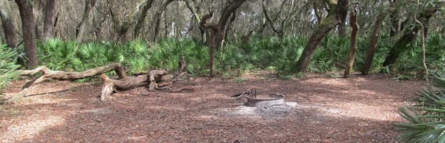 campsite with fire ring surrounded by palmettos, under live oak branches