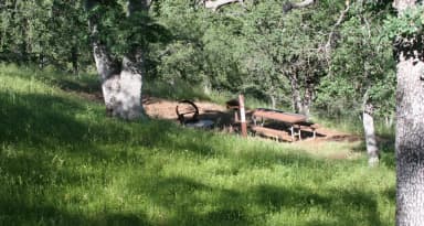 Chamise Sites 126-144 · Site 140 at Tuttletown Recreation Area