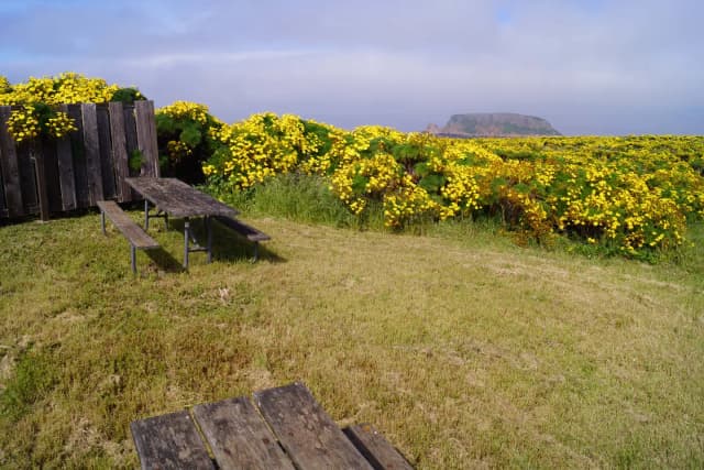 Wood picnic table and five-foot windbreak surrounded by yellow flowering plant.