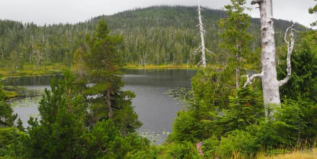 VIEW FROM MIDDLE RIDGE CABIN