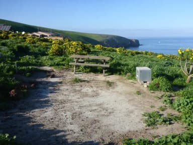 Picnic table and food storage box surrounded by low bushes with yellow flowers and grass overlooking ocean.