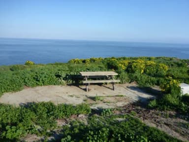 Picnic table and food storage box surrounded by low bushes and grass overlooking ocean.