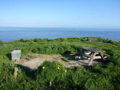 Picnic table and food storage box surrounded by low bushes and grass overlooking ocean.
