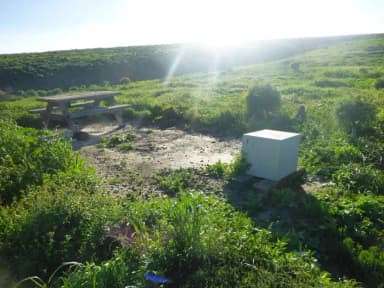 Picnic table and food storage box surrounded by low bushes and grass overlooking ocean.