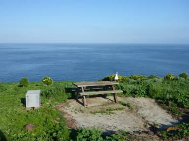 Picnic table and food storage box surrounded by low bushes and grass overlooking ocean.