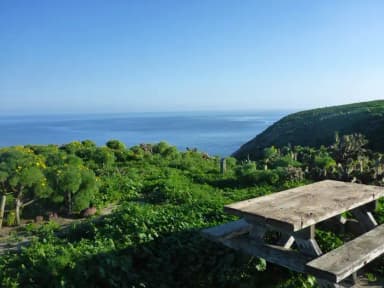 Picnic table and food storage box surrounded by low bushes and grass overlooking ocean.