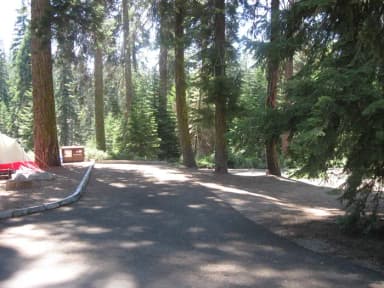 Site 40, Partial Shade