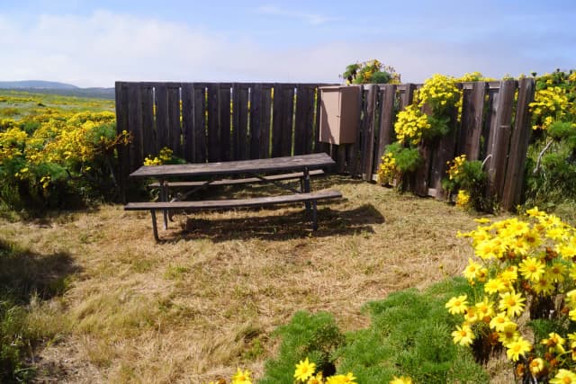 Wood picnic table and five-foot windbreak surrounded by yellow flowering plant.
