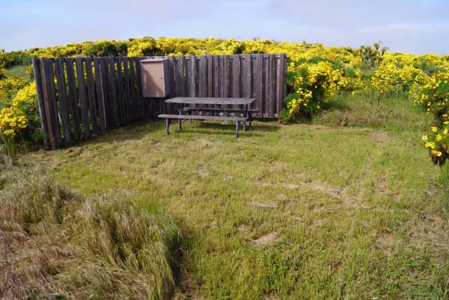 Wood picnic table and five-foot windbreak surrounded by yellow flowering plant.