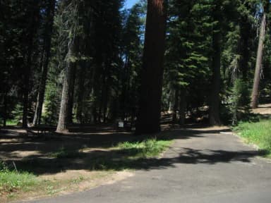 Site 60, Shady, Near Creek and Meadow