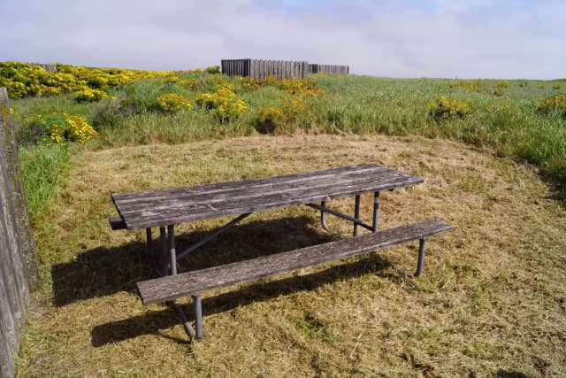 Picnic table and windbreak surrounded by grass and yellow flowered plant.