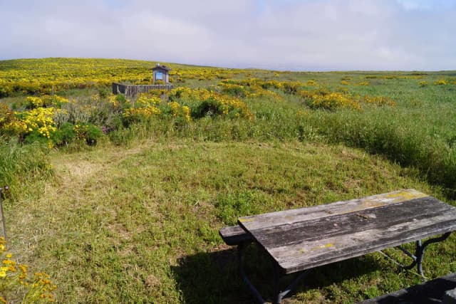 Picnic table and windbreak surrounded by grass and yellow flowered plant.