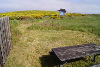 Picnic table and windbreak surrounded by grass and yellow flowered plant.
