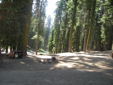 Site 73, Partial Shade