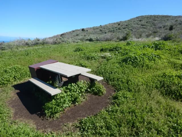 Picnic table and food storage box surrounded by low bushes and grass overlooking ocean.