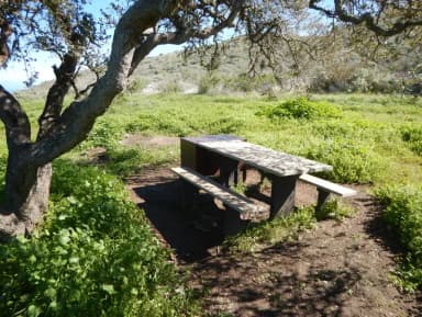 Picnic table next to large tree overlooking ocean.