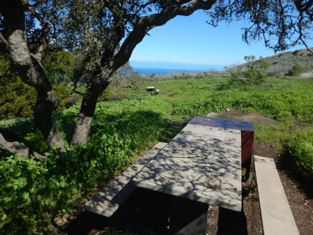 Picnic table next to large tree overlooking ocean.