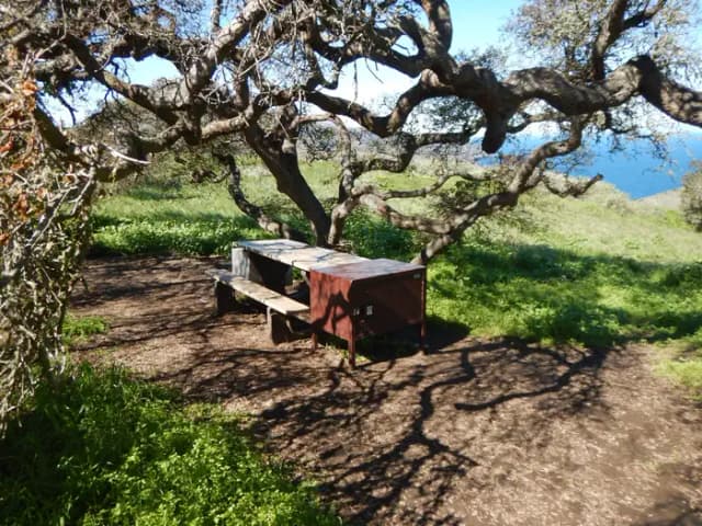 Picnic table next to large tree overlooking ocean.