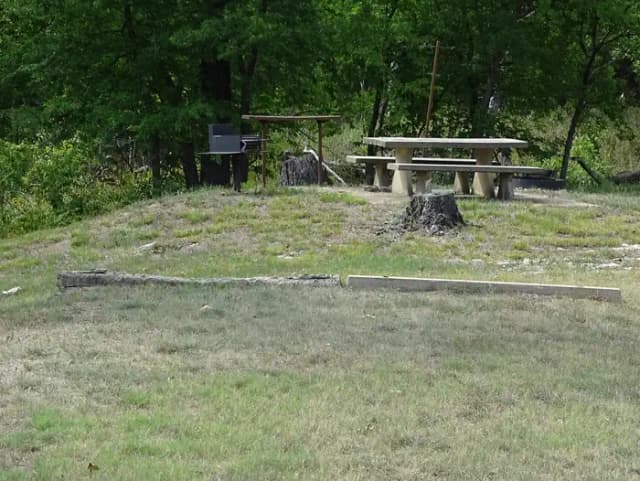 Raccoon 4