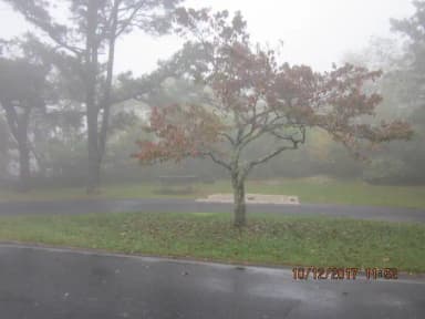 Loft Mountain Campground Site A81