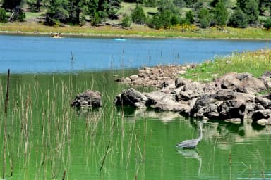 Kaibab Lake Wildlife