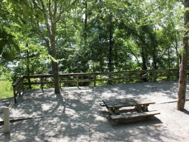 Site 81