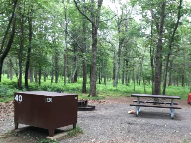 Tent only site 40; A nice secluded site with plenty of shade and space