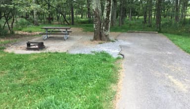 Site A69 with a large tree between driveway and picnic table.