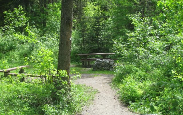 Site 11, campsite surrounded by pine trees, picnic table & fire ring