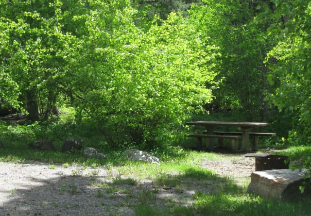 Site 21, campsite surrounded by pine trees, picnic table & fire ring