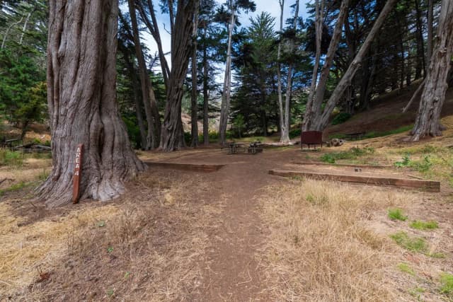 Several tent platforms, picnic benches and a food storage container sit beneath Monterrey Cypress trees.