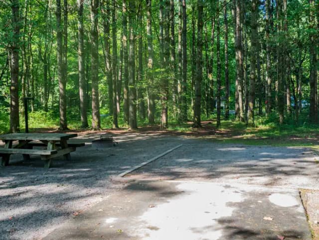 Loop APPL · Site 041 at Davidson River