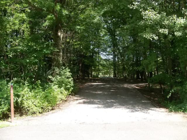 Oak 1