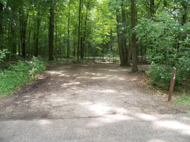 Oak 4