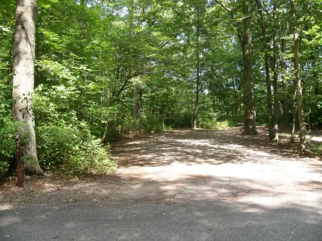 Oak 5