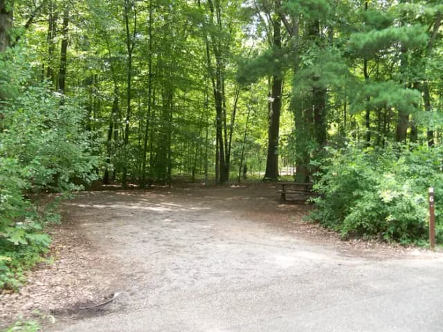 Oak 6
