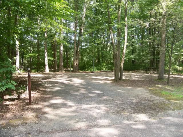 Oak 7