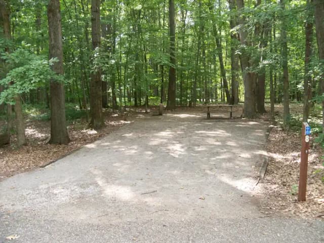 Oak 8
