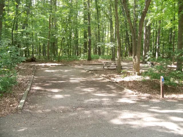 Oak 9