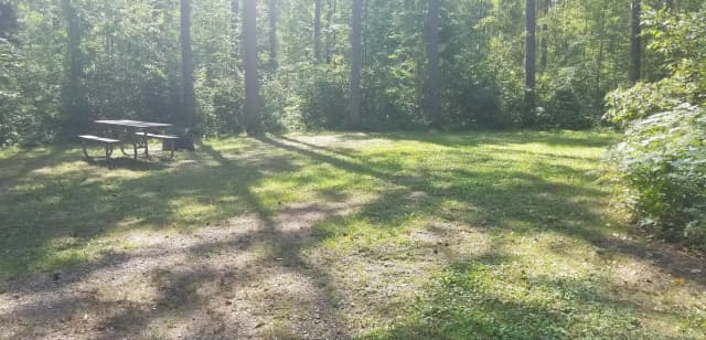 Site 29 Red Pine Summer