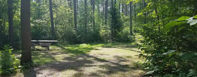 Site 30 Red Pine