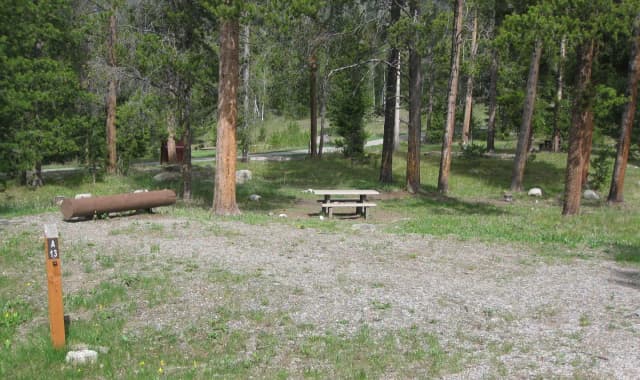 Site A13, campsite surrounded by pine trees, picnic table & fire ring