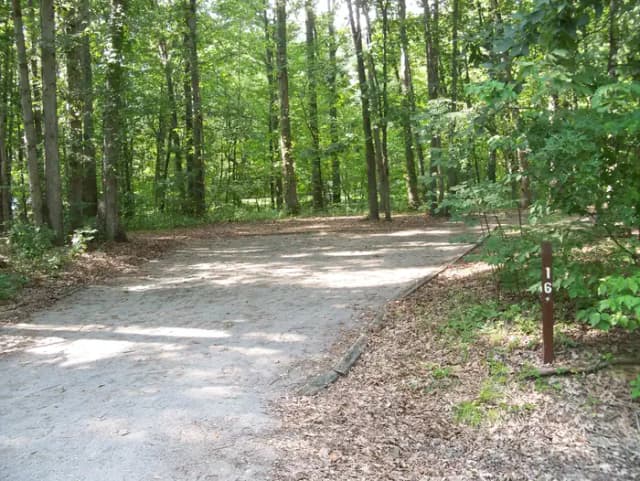 Oak 16