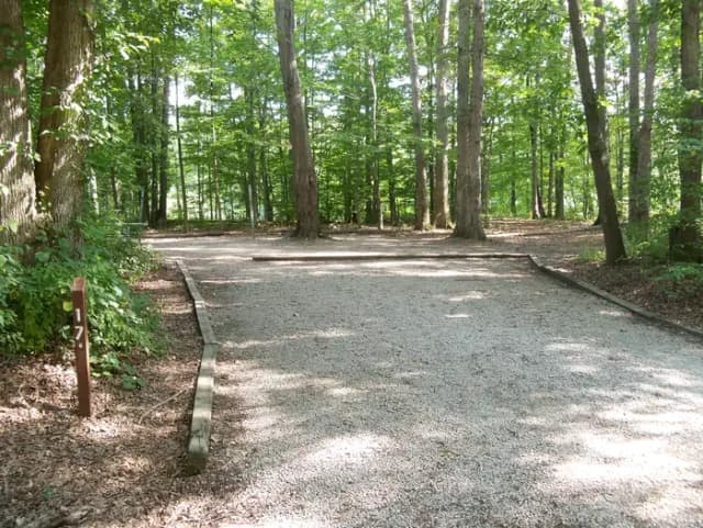 Oak 17