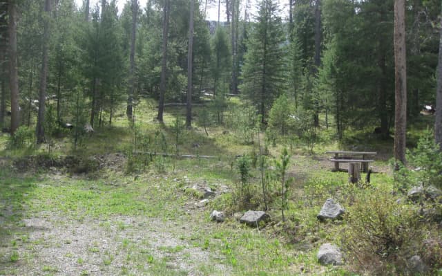 Site A16, campsite surrounded by pine trees, picnic table & fire ring