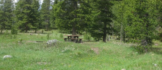 Site A24, campsite surrounded by pine trees, picnic table & fire ring